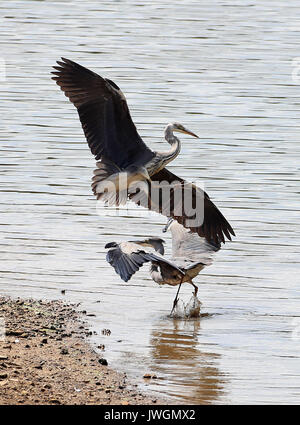 Zwei Reiher tussle für Fischereirechte an den Ufern Bewl Wasser in der Nähe von Lamberhurst, Kent. Stockfoto