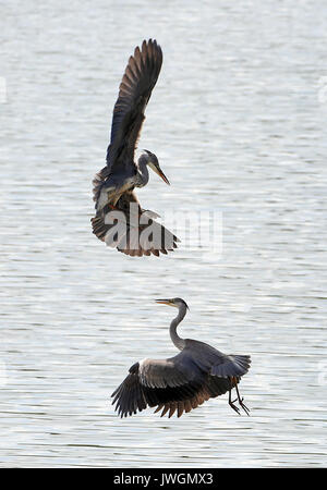 Zwei Reiher tussle für Fischereirechte an den Ufern Bewl Wasser in der Nähe von Lamberhurst, Kent. Stockfoto