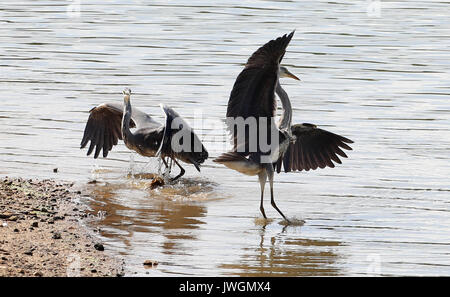 Zwei Reiher tussle für Fischereirechte an den Ufern Bewl Wasser in der Nähe von Lamberhurst, Kent. Stockfoto