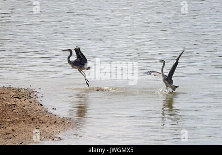 Zwei Reiher tussle für Fischereirechte an den Ufern Bewl Wasser in der Nähe von Lamberhurst, Kent. Stockfoto