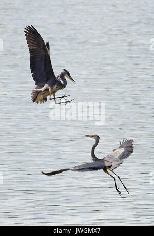 Zwei Reiher tussle für Fischereirechte an den Ufern Bewl Wasser in der Nähe von Lamberhurst, Kent. Stockfoto