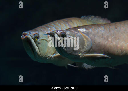 Silber arowana, Osteoglossum bicirrhosum Stockfoto