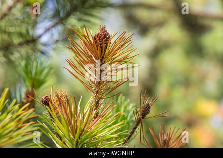 Lodgepole Pine mit männlichen Pollen Blumen. Anzeichen der Pilzkrankheit Rhamachloridium, durch braune Nadeln an den Spitzen der Triebe. Stockfoto