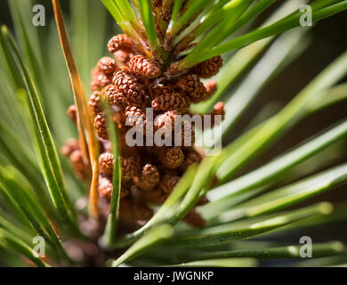 Lodgepole Pine close-up, zeigen männliche Pollen Blumen. Stockfoto