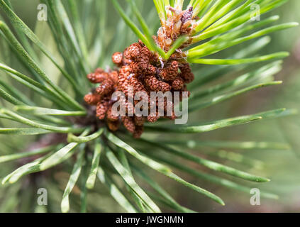 Lodgepole Pine close-up, zeigen männliche Pollen Blumen. Stockfoto