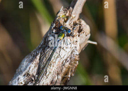 Männliche Emerald Damselfly mit Exuvia in der Nähe. Stockfoto