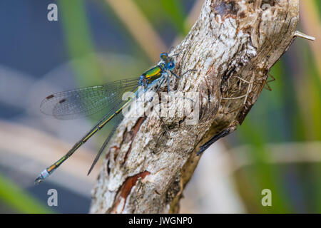 Männliche Emerald Damselfly mit Exuvia in der Nähe. Stockfoto