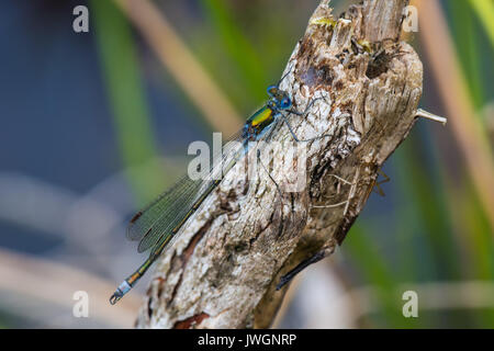 Männliche Emerald Damselfly mit Exuvia und eine Spinne in der Nähe. Stockfoto