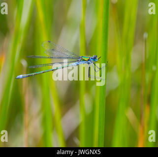 Männliche Emerald Damselfly. Stockfoto