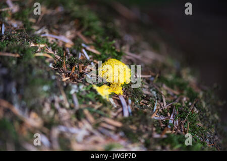 Hund erbrechen Schleimpilze. Stockfoto