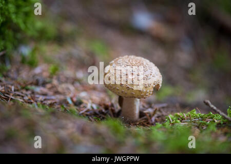 Die Blusher Pilz. Stockfoto