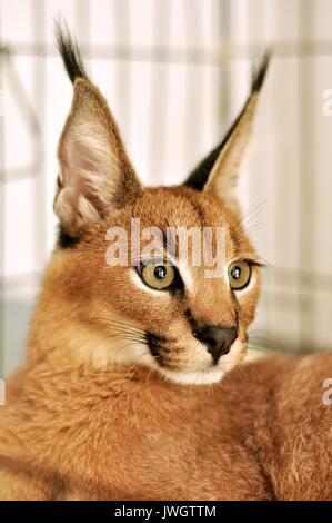 Der Karakal ist ein heftig territorialen mittlere Katze reicht über das westliche Europa, Asien und Afrika. Stockfoto