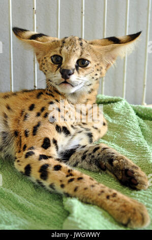 Der serval ist eine mittelgroße Katze. Es ist eine starke, aber schlanke Tier, mit langen Beinen und einer relativ kurzen Schwanz. Stockfoto