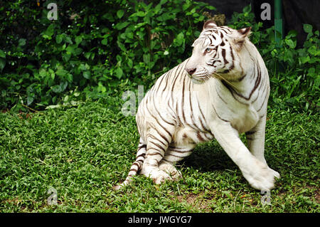 Bis heute ist die einzige bekannte weiße Tiger haben von der bengalischen Tiger Unterarten. Stockfoto