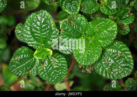 Melisse wächst in Klumpen und breitet sich vegetativ sowie von Samen. Stockfoto