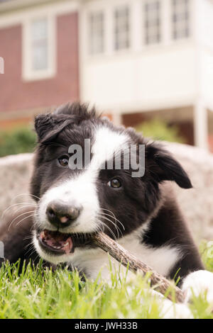 Eine junge schwarze und weiße Border Collie Welpen legt im Gras vor einem Haus und kaut auf einem Stock. Stockfoto