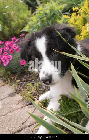 Ein junger Border Collie Welpen spielt bei einigen Pflanzen und Blumen in einem gepflegten Garten. Stockfoto