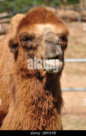 Die baktrischen Kamel ist ein großes, Selbst-toed ungulate native auf den Steppen Zentralasiens. Stockfoto