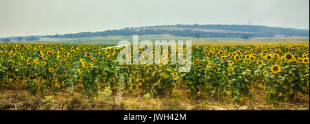 Sonnenblumen. Sommer Pflanzen. Straße in Spanien. Bild aufgenommen - vom 29. Juli 2017. Stockfoto