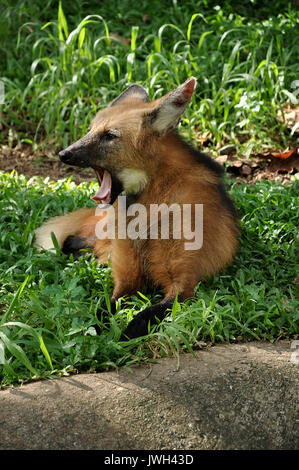 Der mähnenwolf wurde oft als "Red Fox auf Grund Stelzen" auf seine ähnliche Färbung und das ganze Erscheinungsbild beschrieben, obwohl es viel größer ist als Stockfoto