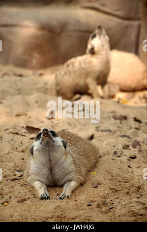 Erdmännchen leben in allen Teilen der Kalahari in Botswana, in der Wüste Namib in Namibia und im südwestlichen Angola und in Südafrika. Ein Stockfoto