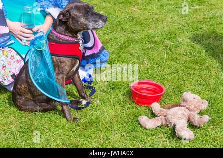 Burley, Hampshire, UK. 12 Aug, 2017. New Forest Fairy Festival. Massen von Feen und Elfen, mit Feenstaub besprüht, auf Burley für das Wochenende steigen für eine magische zauberhafte Festival im New Forest. Credit: Carolyn Jenkins/Alamy leben Nachrichten Stockfoto