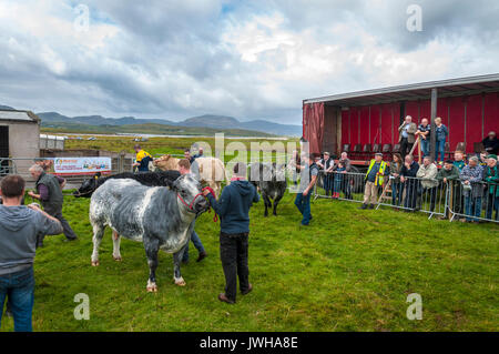 Ardara, County Donegal, Irland. 12 Aug, 2017. Die 'Ardara Show" oder dem Südwesten Donegal Landwirtschaft zeigen ist eine jährliche Veranstaltung, bei der Menschen vor Ort Ausstellung Vieh, Kuchen, hausgemachter Marmelade, Blumen und Kunsthandwerk. Die Beurteilung erfolgt und kleine Preise werden vergeben. Hier Bauern zeigen, Rinder, die für den Richter im Ring. Foto: Richard Wayman Credit: Richard Wayman/Alamy leben Nachrichten Stockfoto