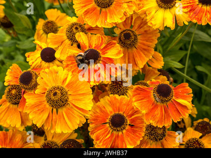 Leuchtend orangefarbene Blüten von Helenium Niesen, Sahin's frühblühender, mit Hummel, Schottland, Großbritannien Stockfoto