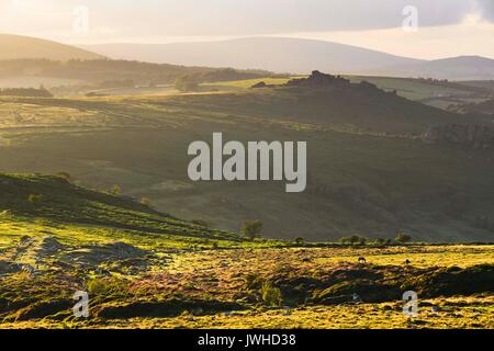 Haytor, Dartmoor, Devon, Großbritannien. 12. August 2017. UK Wetter. Die Aussicht von Haytor gegen Hound Tor in der darmoor Nationalpark, Devon, an einem warmen, sonnigen Abend. Photo Credit: Graham Jagd-/Alamy leben Nachrichten Stockfoto