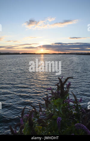 Schönen Sommer Sonnenuntergang über chasewater Country Park in Staffordshire das Ende eines warmen sonnigen Tag markiert. Dies war besonders willkommen, da der Sommer 2017 hatte bislang weitgehend naß gewesen und mild. Stockfoto