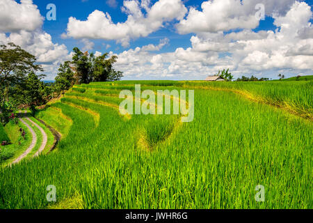 Reisfelder in Insel Bali, Indonesien. Stockfoto