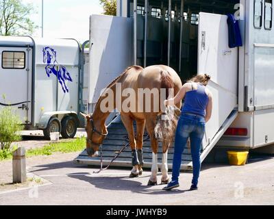 Junge Frau Bürsten der Schwanz einer Hunter jumper Pferd auf dem Parkplatz vor dem Springen Nationale, Sainte-Mère-Eglise, Normandie, Frankreich. Stockfoto