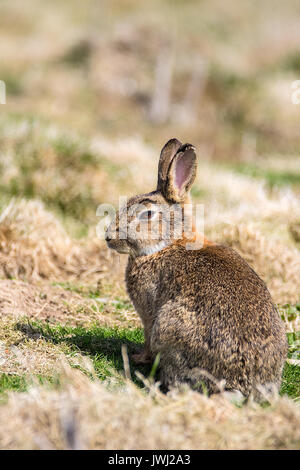 Nahaufnahme eines wilden Kaninchen sitzt in der Sonne auf Gras Stockfoto