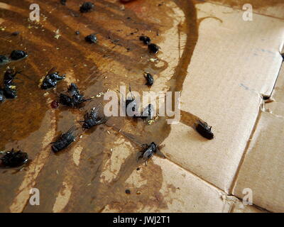 Fliegen auf sticky Fly Papier Falle gefangen Stockfoto