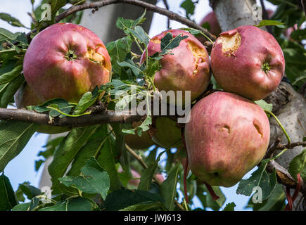 Äpfel, die durch Hagel Sturm beschädigt. Der hagelschlag haben fast völlig ausgelöscht, Ernte. Stockfoto