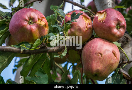 Äpfel, die durch Hagel Sturm beschädigt. Der hagelschlag haben fast völlig ausgelöscht, Ernte. Stockfoto