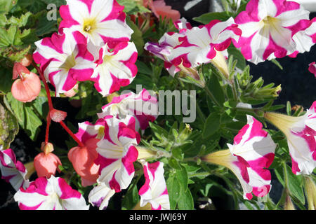 Solanaceae Petunia Trailing Englischer Garten Pflanze Sternenbanner Mehrfarbig Stockfoto