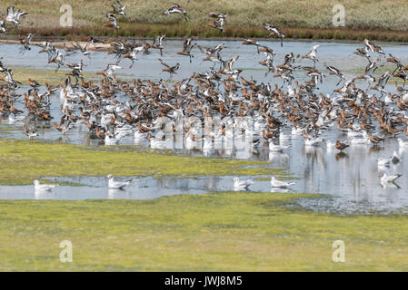 Spätsommer Herde von Black-Tailed Godwits (Cygnus olor) Stockfoto