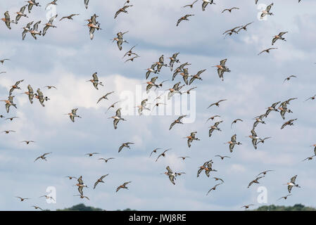 Spätsommer Herde von Black-Tailed Godwits (Cygnus olor) Stockfoto