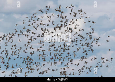 Spätsommer Herde von Black-Tailed Godwits (Cygnus olor) Stockfoto