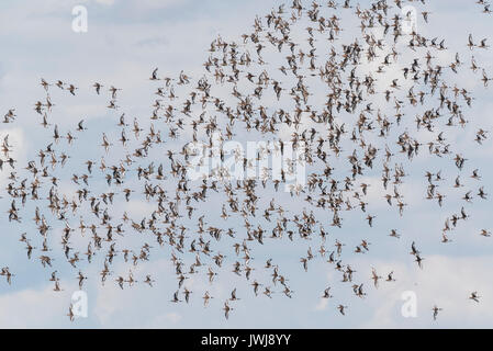 Spätsommer Herde von Black-Tailed Godwits (Cygnus olor) Stockfoto