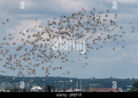 Spätsommer Herde von Black-Tailed Godwits (Cygnus olor) Stockfoto