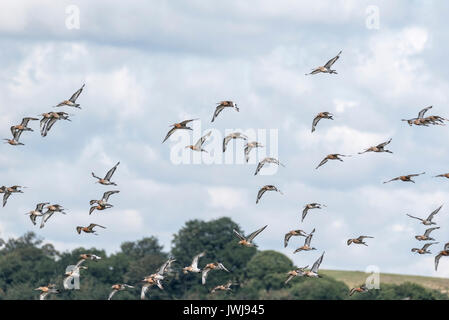 Spätsommer Herde von Black-Tailed Godwits (Cygnus olor) Stockfoto