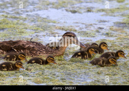 Eine Mutter Stockente Fütterung auf Wasserlinsen mit ihrem Entenküken an einem See im Frühling. Stockfoto