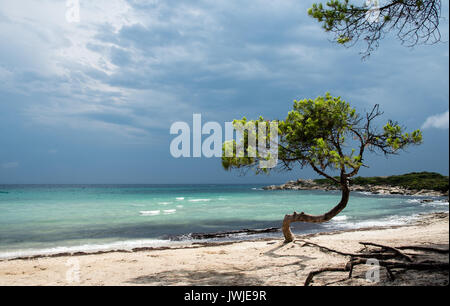 Einsame Kiefer stehend auf einem idyllischen Sandstrand in Vourvourou in Halbinsel Sithonia, Chalkidiki, Griechenland. Stockfoto