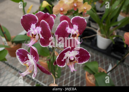 Deep Purple Orchideen Nahaufnahme Stockfoto