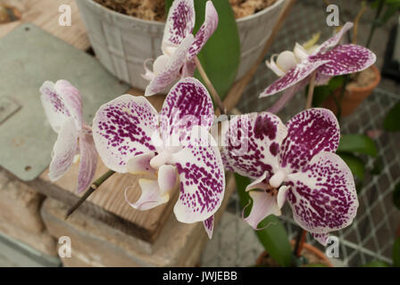 Deep Purple Orchideen Nahaufnahme Stockfoto