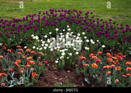 Rot, Weiß und Violett Tulpen. Sommer Garten Landschaft gestalten. Stockfoto