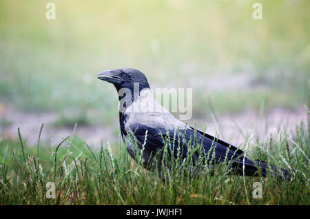 Big Nebelkrähe, Corvus cornix, zu Fuß durch die Grünen grassin im Sommer Park Stockfoto