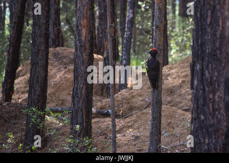 Ein Pileated Woodpecker picken an einem Baum im Wald. Stockfoto